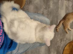-楼上猫咖(罗湖店)