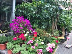 -曲阳花鸟市场(曲阳路店)