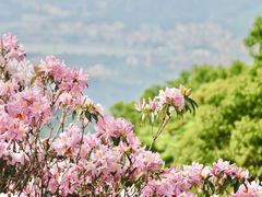 -梧桐山风景名胜区