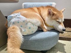 -逗柴咖啡屋·狗咖猫咖宠物桌游