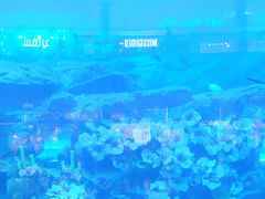 -迪拜水族馆及水下动物园