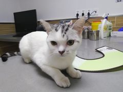 -爱侣宠医·鹦鹉专科·小型哺乳类·异宠专科(灵石路店)