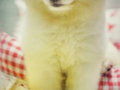 -momokira米努特·德文卷毛猫·棉花面纱犬