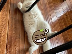 -猫大福·Fortune Cat猫舍(百子湾店)