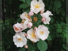 -北京大学燕东园