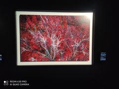 -罗红摄影艺术馆