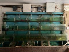 水产区-怣北盐鸡饭店