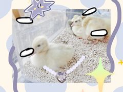 -怪兽屋·羊驼·猫咖·狗咖(俊华广场店)