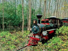 -合肥滨湖国家森林公园