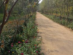 -合肥滨湖国家森林公园