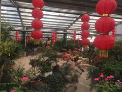 -淄博花灯齐彩城