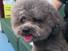 -顺强宠物诊所·狂犬免疫·夜诊·骨科(嘉定店)