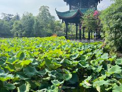 -桂湖森林公园