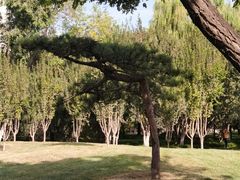 -莲花池公园