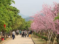-天适樱花悠乐园