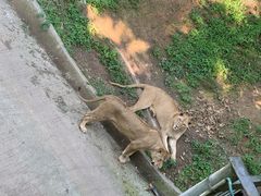 -贵州森林野生动物园