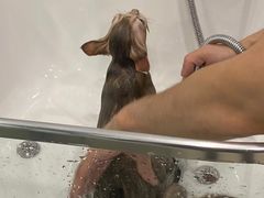 -Pets First伊珊娜洗护·精致美容·家庭式寄养(新会路店)