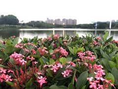 -东莞植物园