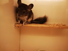 -龙猫仔乐园(惠福东路店)