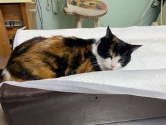 -纳吉亚猫专科动物医院博雅分院