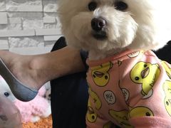 -达爱动物医院·犬猫分区·CT·复杂眼科(远洋山水分院)