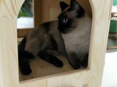 -藏猫猫咖啡主题馆(中央大道店)