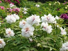 -莲花池公园