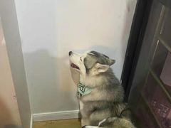 -Husky Go! 哈士奇体验馆·宠物咖啡厅狗咖