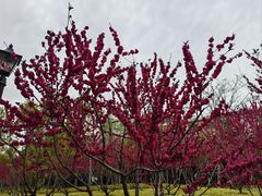 -上海市龙华烈士陵园