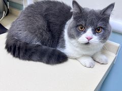 -全心全意连锁动物医院(加州店)