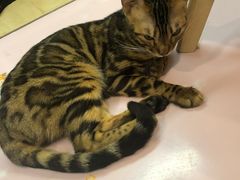 -李小姐の猫咖啡馆(五角场店)