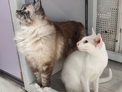 -喵的天空名猫咖啡馆·撸猫·猫舍·用品