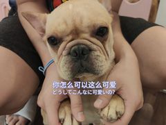 -柯斗斗主题餐厅·狗咖·围炉煮茶·茶饮(国瑞升平里店)