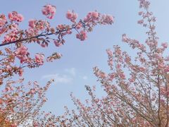 -高东镇樱花园
