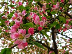 -石家庄市植物园