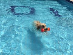 -趣玩宠物乐园寄养训犬训狗游泳池