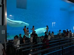 -芜湖新华联大白鲸海洋公园