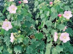 -杭州半山国家森林公园