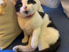 -Sirena海妖日咖夜酒