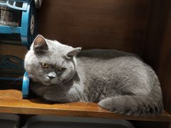 -逗柴咖啡屋·狗咖猫咖宠物桌游