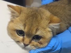 -谐和贝康宠物医院24小时·宠保定点(急重症转诊中心)
