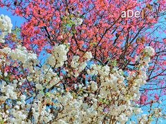 -天适樱花悠乐园