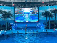-海合安成都极地海洋公园