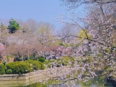 -红梅公园