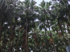 -红花山公园