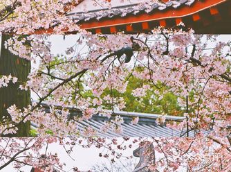 武汉| 樱花都开好了（攻略来袭建议戳）