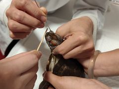 -瑞派·关忠动物医院·异宠专科·犬猫肿瘤·皮肤专科(望京店)