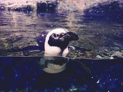 -暹罗海洋世界