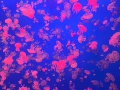 -江和美海洋公园
