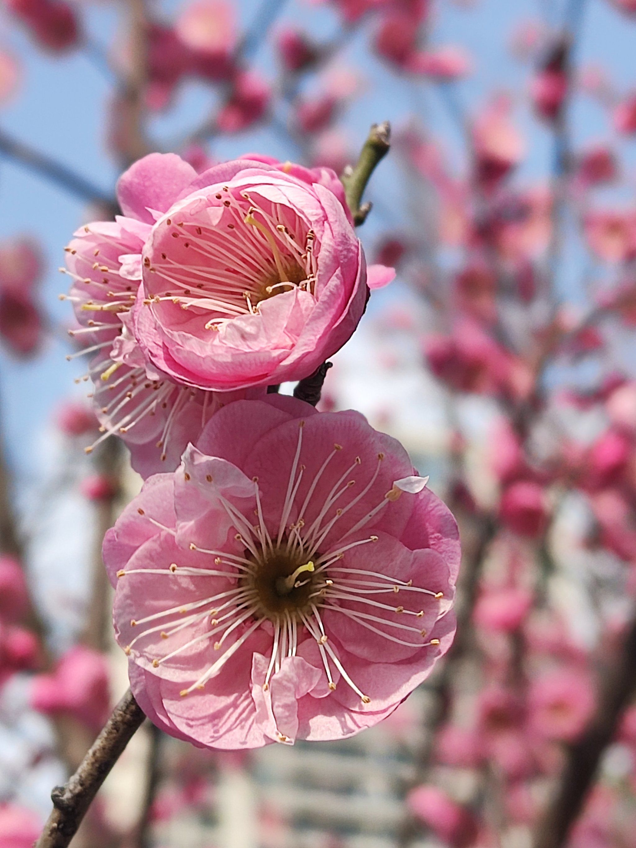 春天的气息,梅花初绽